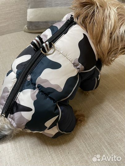 Одежда для собак