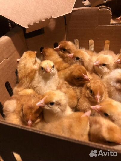 Инкубационное яйцо Редбро - М и Доминант