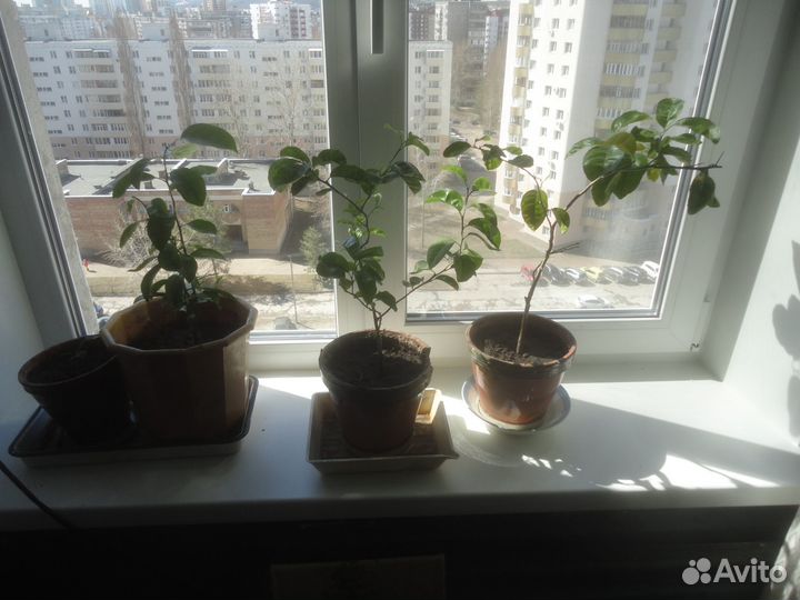 Лимонное деревце