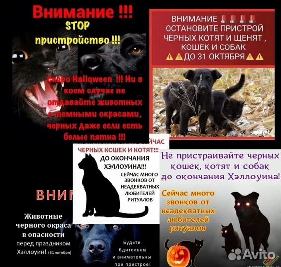 Собака/кошка