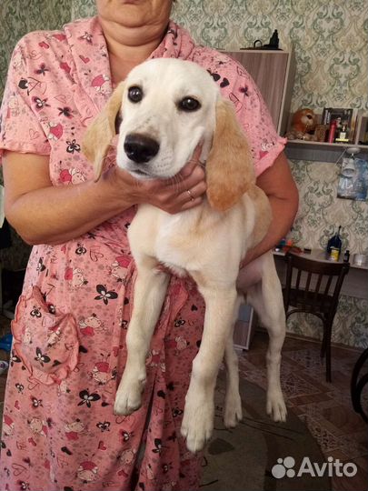 Нашлась собака