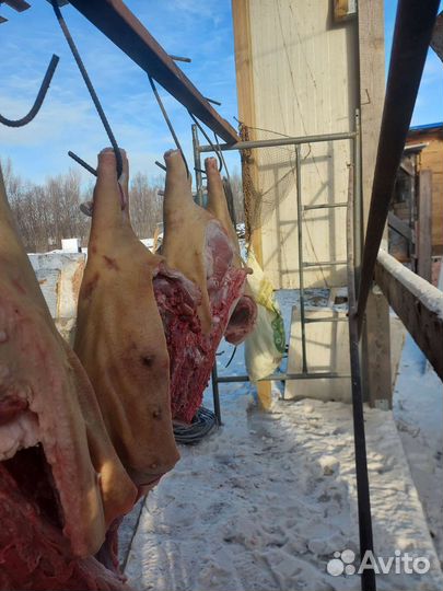 Мясо свинина деревенская