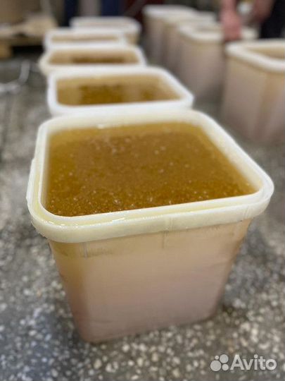 Свежий донник оптом