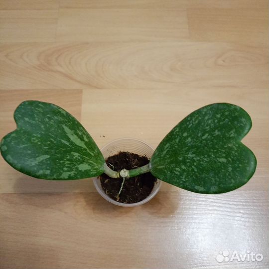Хойи сортовые 1