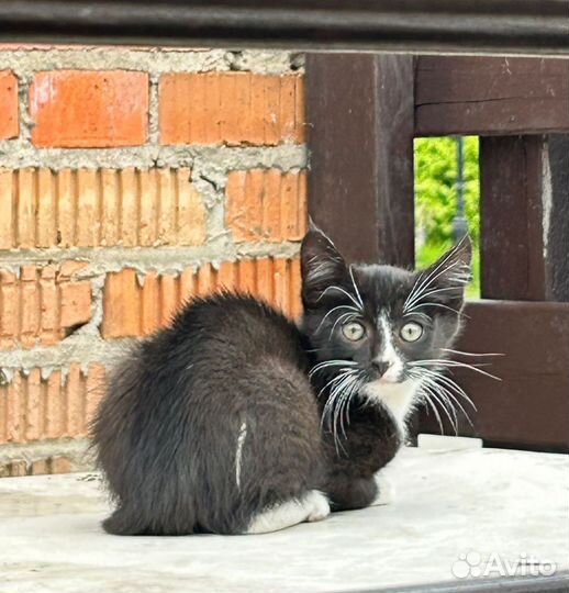 Котятки в добрые руки