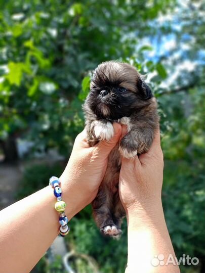 Щенки пекинеса