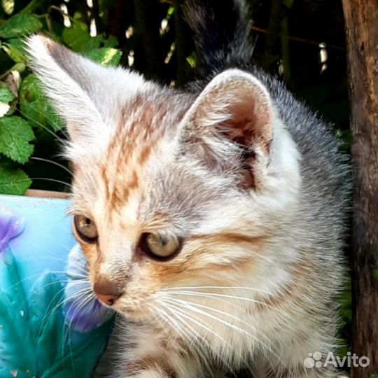 Котенок девочка в дар