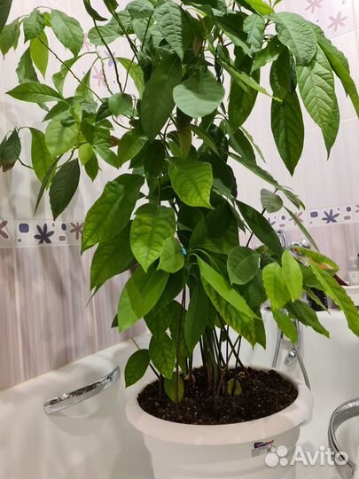 Растение Авокадо