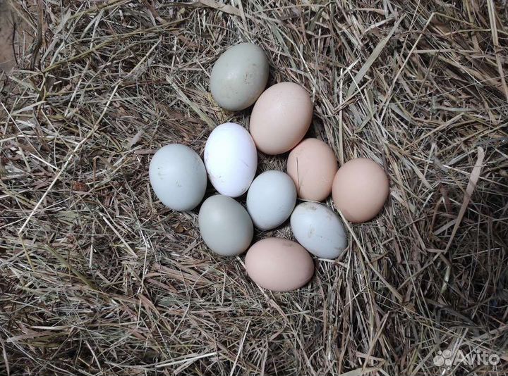 Домашние куриные яйца