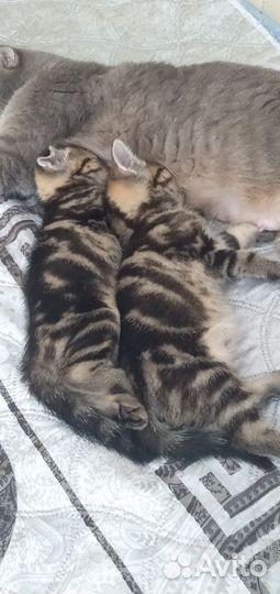 Шотландские котята