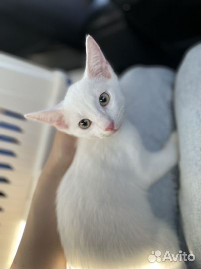 Белый котенок мальчик