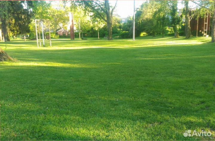 Семена газонной травы