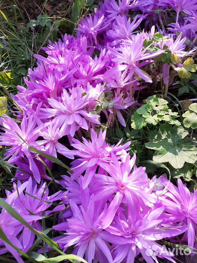 Многолетники для сада цветы