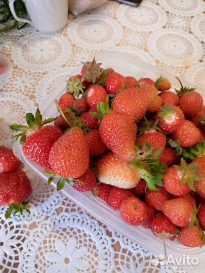 Клубника ремонтантная