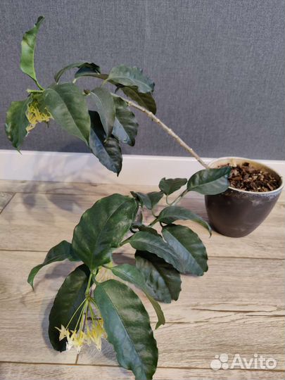 Хойя мультифлора