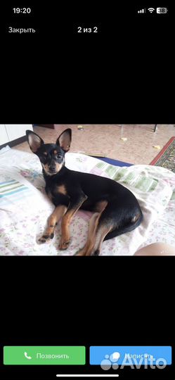 Той-терьер (сучка)