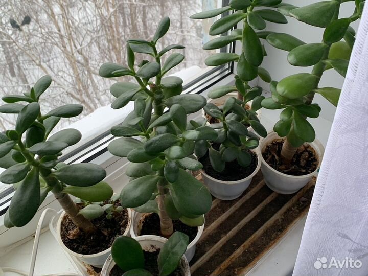 Толстянка. Денежное дерево