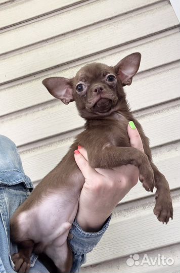 Чихуахуа шоколадный мальчик Эрик