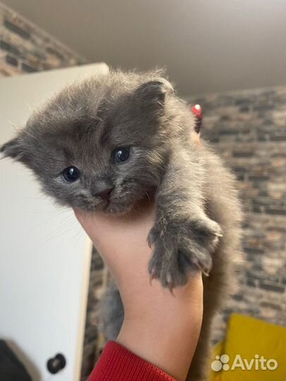 Кошка серая