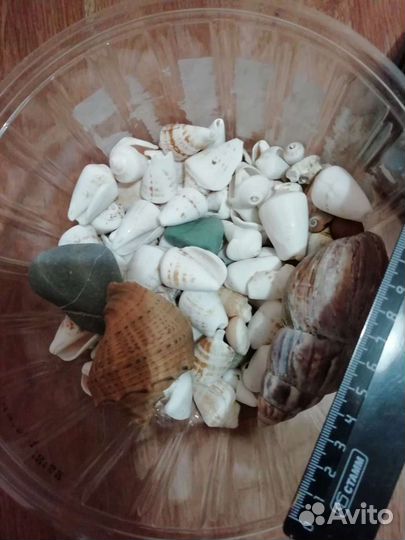 Ракушки для аквариума