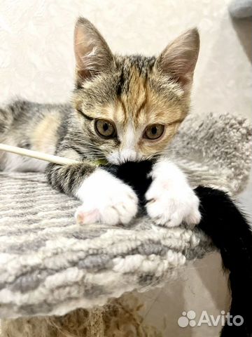 Котёнок Лилу в добрые руки объявление продам