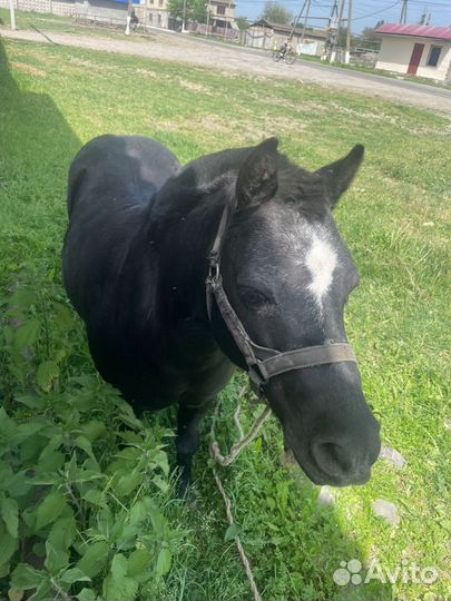 Лошадь пони