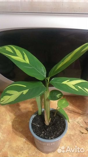 Ктенанта любберса