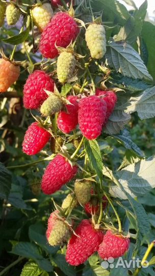 Плодовые кустарники