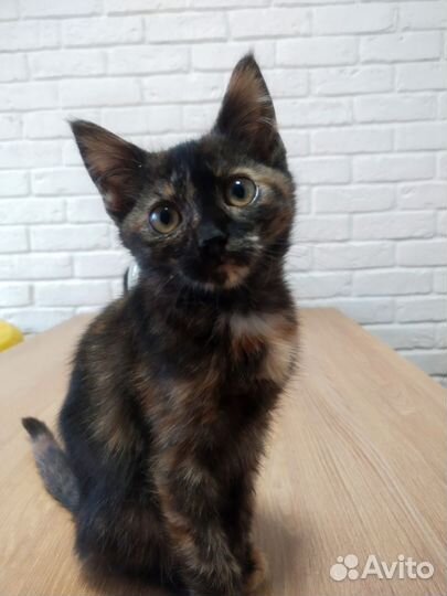 Котёнок Ляля-Роза
