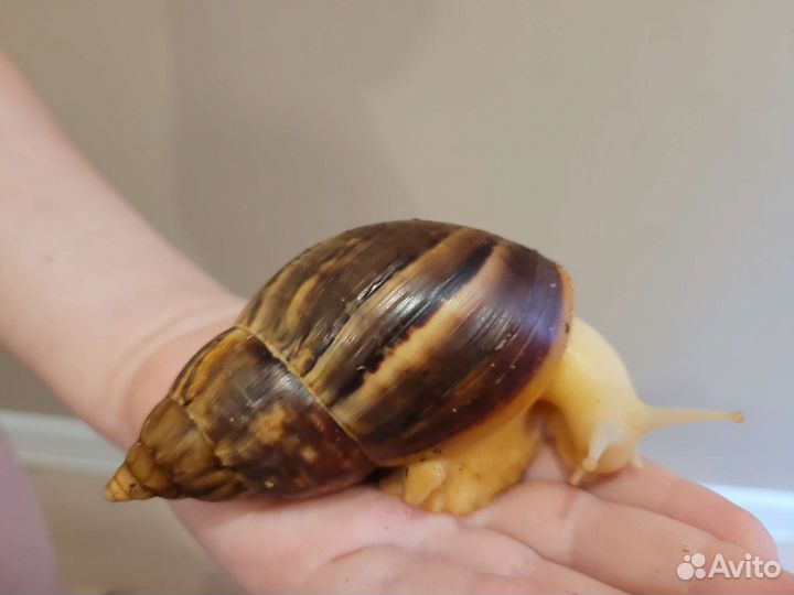 Улитки ахатины