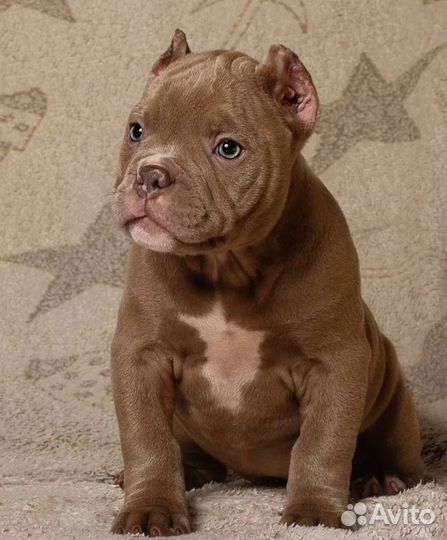 Кастрация, стерилизация,купирование ушей