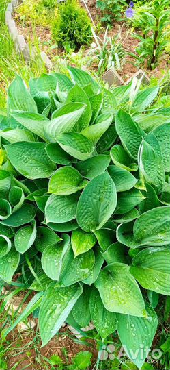 Хоста растение