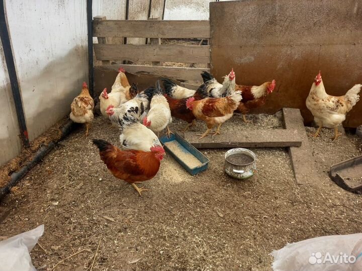 Петушки домашние