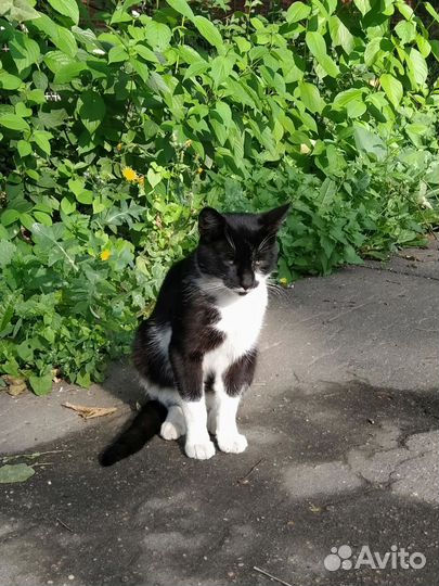 Котик 1 год в дар