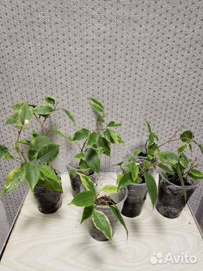 Фикус бенджамина, эластика