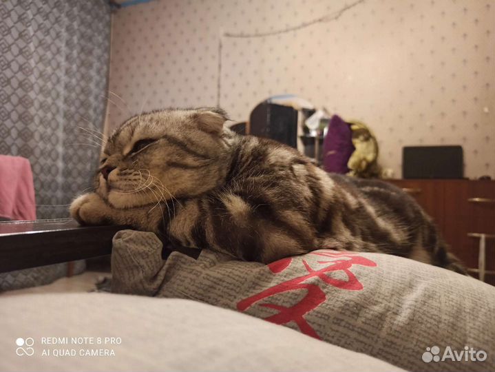 Шотландский кот вязка