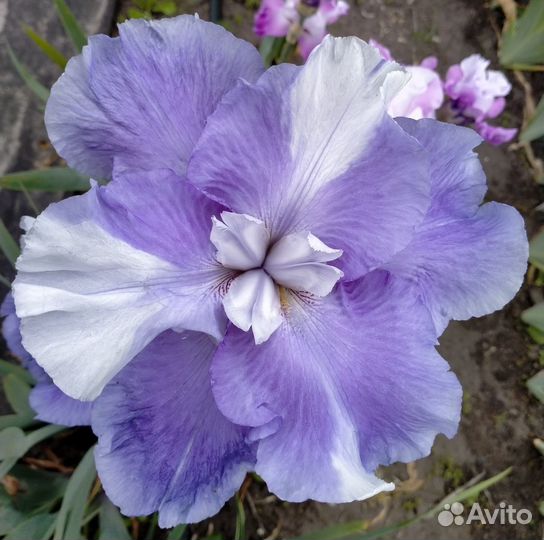 Ирисы шестифолые