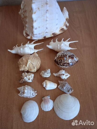 Морские ракушки