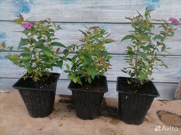 Сакура, айва, спирея, пузыреплодники, калина