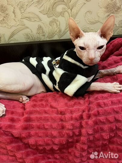 Канадский сфинкс вязка