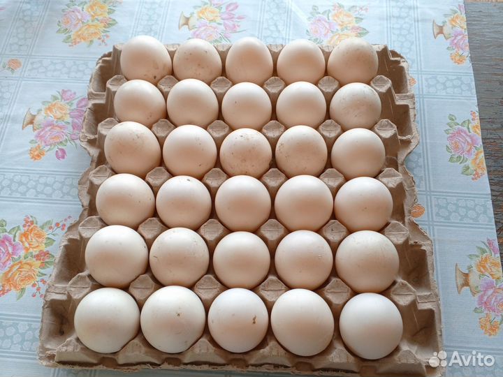 Домашние утиные яйца