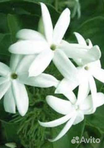 Цветущие комнатные растения