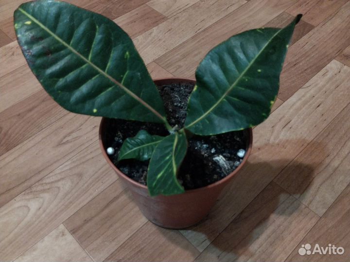 Ктенанта взрослое растение