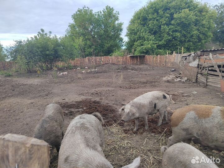 Поросята мяных пород