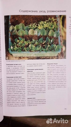 Книги по комнатному цветоводству