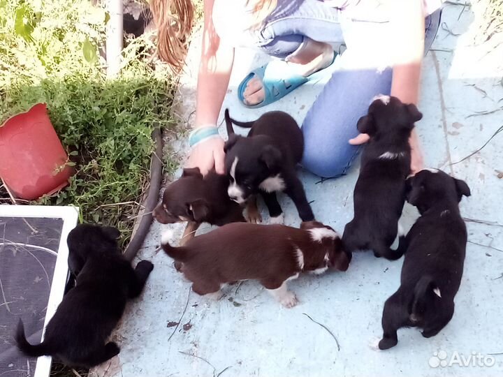 Маленькие собачки щенята
