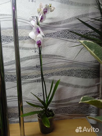 Орхидея фаленопсис