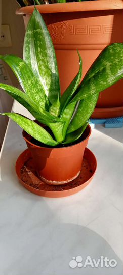 Сансевиерия ханни