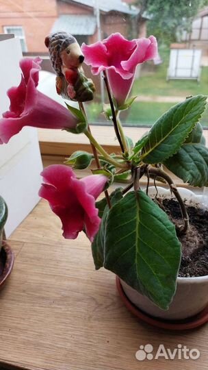 Цветок бромелия; спатифиллум (женское счастье)