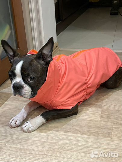 Пошив одежды для собак